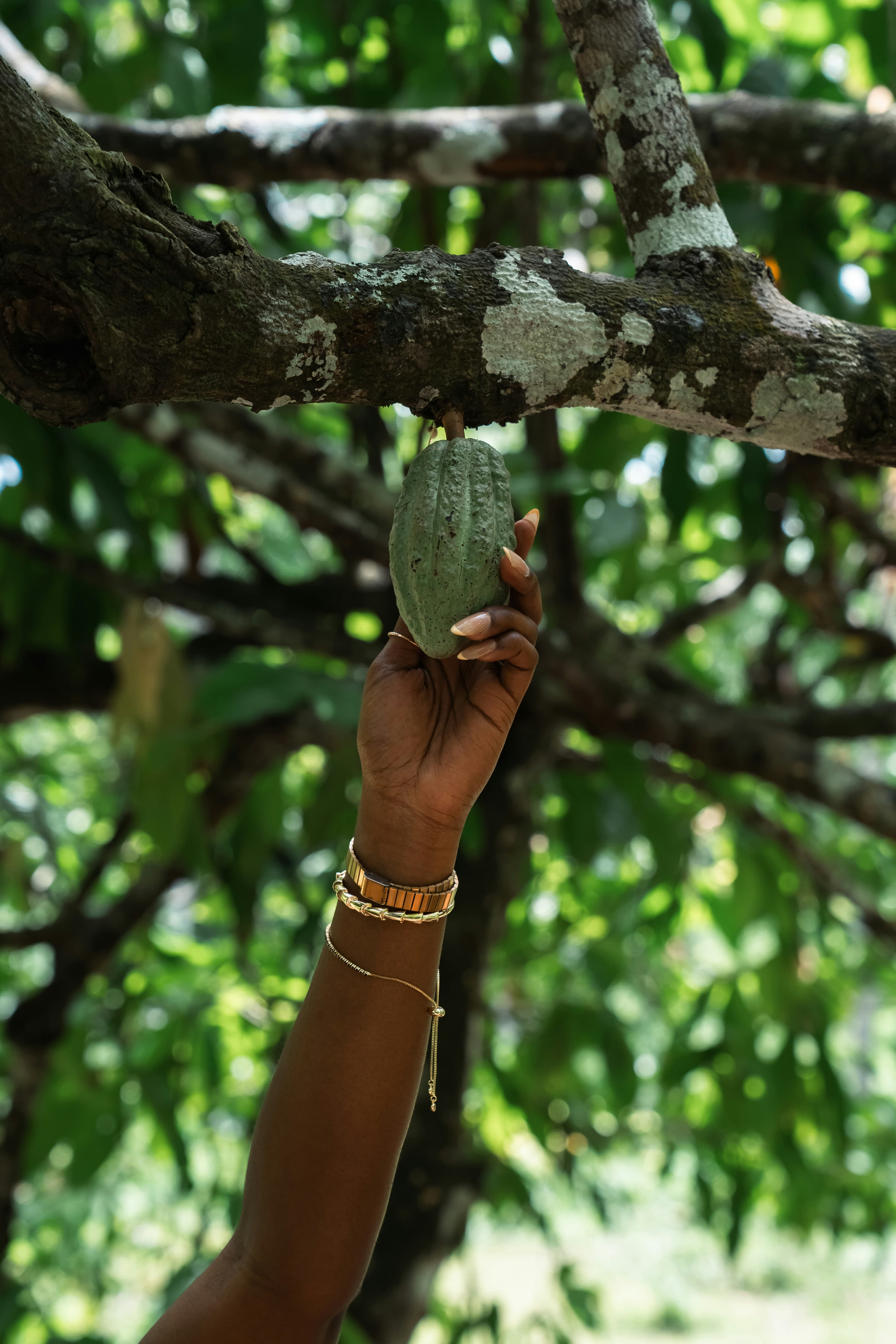 A young cacao pod hanging from a tree in the Dominican Republic
